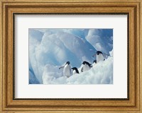 Framed Adelie Penguins, Antarctica