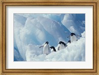 Framed Adelie Penguins, Antarctica