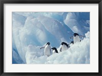 Framed Adelie Penguins, Antarctica