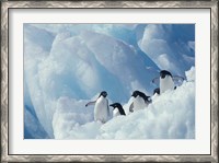Framed Adelie Penguins, Antarctica