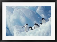 Framed Adelie Penguins, Antarctica