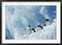 Framed Adelie Penguins, Antarctica