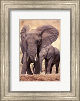 Framed African Elephants, Tarangire National Park, Tanzania
