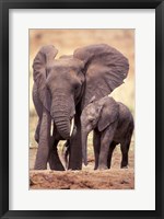 Framed African Elephants, Tarangire National Park, Tanzania