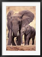 Framed African Elephants, Tarangire National Park, Tanzania