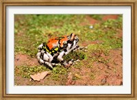 Framed Africa, Madagascar, Isalo. Terrible frog