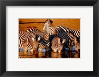 Framed Botswana, Chobe NP, Linyanti Reserve, zebra