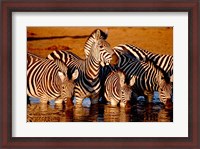 Framed Botswana, Chobe NP, Linyanti Reserve, zebra
