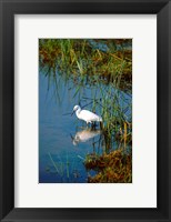 Framed Botswana, Okavango Delta. Egret wildlife