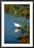 Framed Botswana, Okavango Delta. Egret wildlife