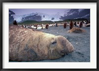 Framed Elephant Seal and King Penguins, South Georgia Island, Antarctica