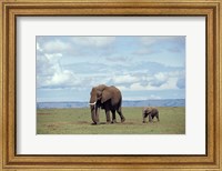 Framed African baby elephant with mother, Masai Mara Game Reserve, Kenya