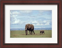 Framed African baby elephant with mother, Masai Mara Game Reserve, Kenya