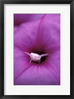 Framed Crab Spider on Flower, Gombe National Park, Tanzania