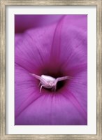 Framed Crab Spider on Flower, Gombe National Park, Tanzania