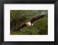 Framed Fish Eagle in Flight, Kenya