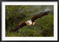 Framed Fish Eagle in Flight, Kenya