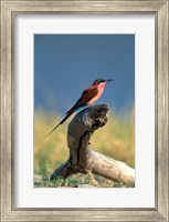 Framed Botswana, Chobe NP, Carmine Bee Eater bird, Chobe River