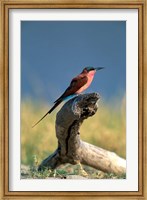 Framed Botswana, Chobe NP, Carmine Bee Eater bird, Chobe River