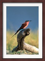 Framed Botswana, Chobe NP, Carmine Bee Eater bird, Chobe River