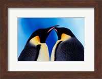 Framed Emperor Penguin Pair, Antarctica