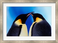 Framed Emperor Penguin Pair, Antarctica