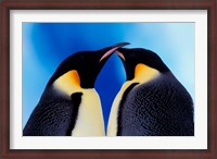 Framed Emperor Penguin Pair, Antarctica