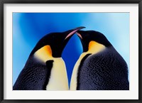 Framed Emperor Penguin Pair, Antarctica