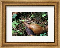Framed Giant African Land Snail, Gombe National Park, Tanzania