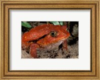 Framed Africa, Madagascar. Tomato frog (Dyscophus antongili)