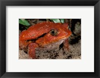 Framed Africa, Madagascar. Tomato frog (Dyscophus antongili)