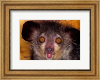 Framed Aye-Aye, Madagascar