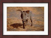 Framed Botswana, Chobe NP, Linyanti, Warthog