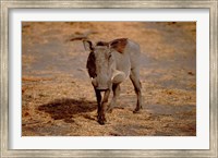 Framed Botswana, Chobe NP, Linyanti, Warthog