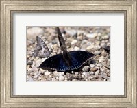 Framed Black Butterfly, Gombe National Park, Tanzania