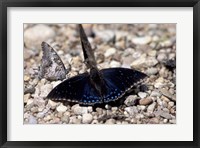 Framed Black Butterfly, Gombe National Park, Tanzania