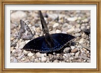 Framed Black Butterfly, Gombe National Park, Tanzania