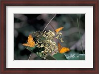 Framed Butterflies, Gombe National Park, Tanzania