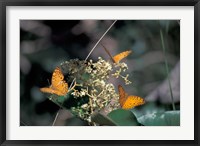 Framed Butterflies, Gombe National Park, Tanzania