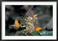 Framed Butterflies, Gombe National Park, Tanzania