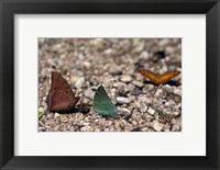 Framed Three Butterflies, Gombe National Park, Tanzania