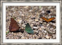 Framed Three Butterflies, Gombe National Park, Tanzania