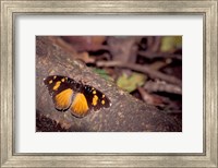 Framed Resting Butterfly, Gombe National Park, Tanzania