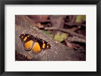 Framed Resting Butterfly, Gombe National Park, Tanzania