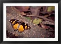 Framed Resting Butterfly, Gombe National Park, Tanzania