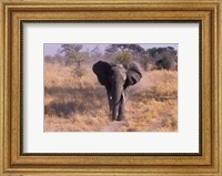 Framed Elephant, Okavango Delta, Botswana