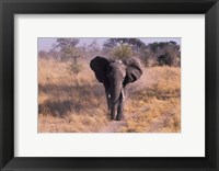 Framed Elephant, Okavango Delta, Botswana