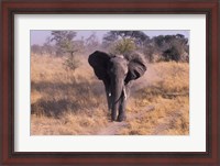 Framed Elephant, Okavango Delta, Botswana