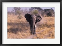 Framed Elephant, Okavango Delta, Botswana