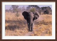 Framed Elephant, Okavango Delta, Botswana